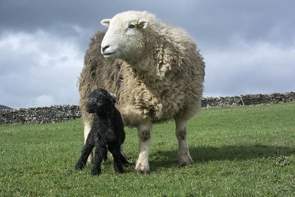 11053-00050-798. Domestic Sheep, Herdwick ewe
