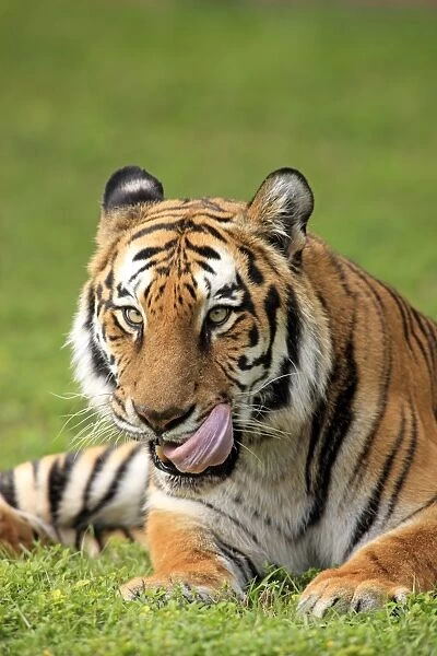 11172-00774-249. Indian Tiger (Panthera tigris tigris) adult