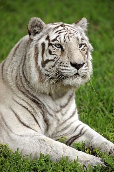11174-00088-249. White Indian Tiger (Panthera tigris tigris) adult