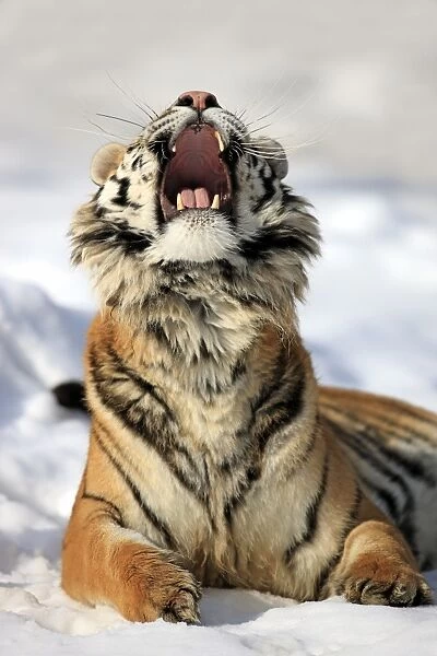 11176-00219-249. Siberian Tiger (Panthera tigris altaica) immature male