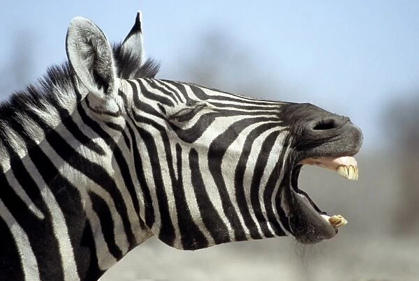 11294-00796-819. Common Zebra (Equus burchellii) adult