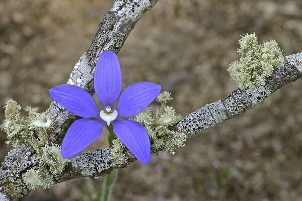 50699-00032-171. Blue China Orchid (Cyanicula gemmata) Flowering