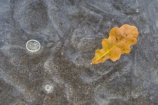 70105-00240-810. Ice, oak leaf on frozen puddle, Dorset, England, november