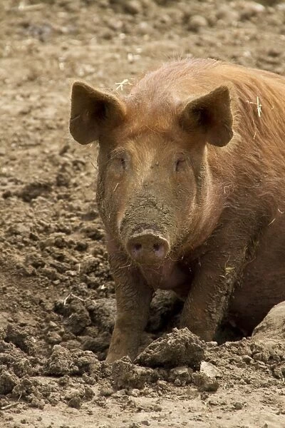 88889-07464-075. Tamworth Pig in mud