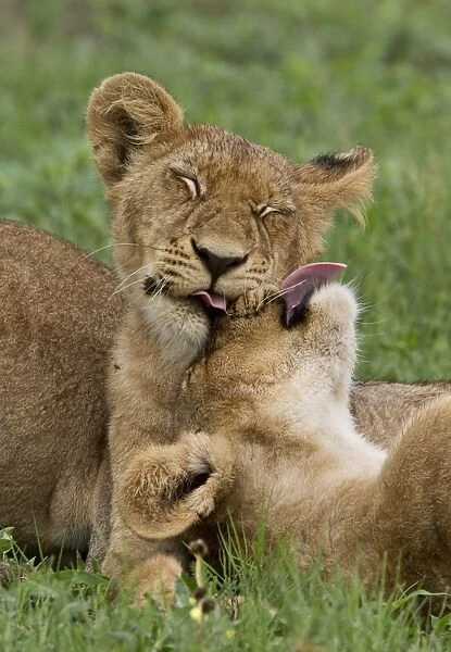 88889-08116-075. Two young African lion cubs lick each other