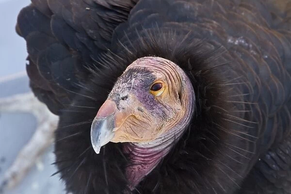 88889-09196-075. California Condor adult - Utah America