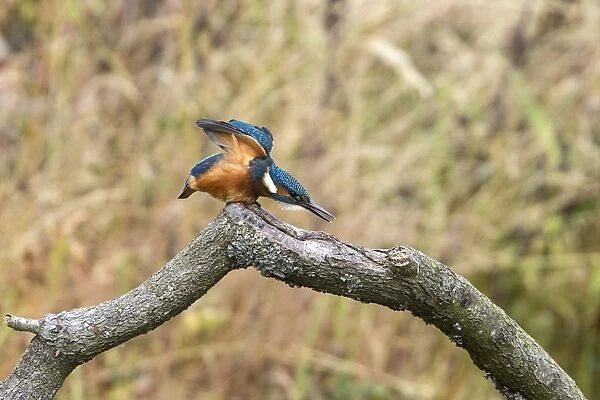 88889-10101-075. Common Kingfisher stretching. Lackford Lakes, Suffolk