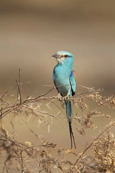 Abyssinian Roller (Coracias abyssinica) adult, perched on twigs, Gambia, February