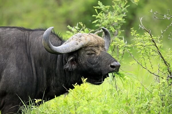 African Buffalo (Syncerus caffer) adult male, feeding on grass, close-up of head, Sabi Sabi Game Reserve, Kruger N. P. South Africa