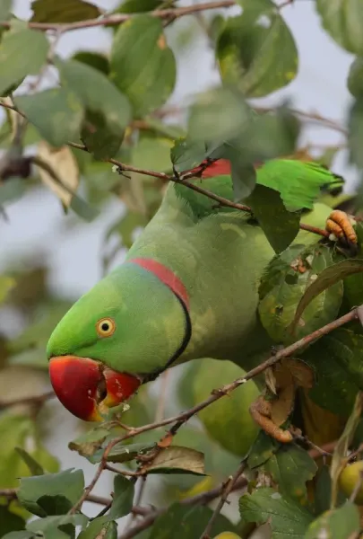 Alexandrine Parakeet Print, Kaziranga India, Art