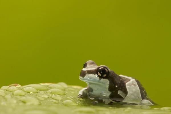 Amazon Milk Frog (Trachycephalus resinifictrix) adult, resting on leaf covered in water droplets (captive)