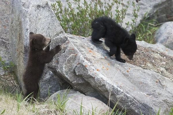 American Black Bear (Ursus americanus) normal and cinnamon forms, two cubs, playing on rocks, Rocky Mountains, Alberta, Canada, june