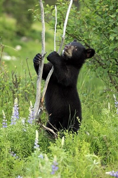 American Black Bear (Ursus americanus) six-month old cub, standing on hind legs beside dead tree, Montana, U. S. A. june (captive)
