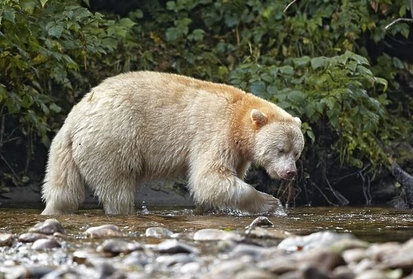 American Black Bear (Ursus americanus kermodei) Spirit Bear white morph, adult