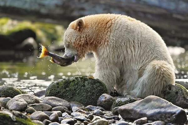 American Black Bear (Ursus americanus kermodei) Spirit Bear white morph, adult, feeding on catch