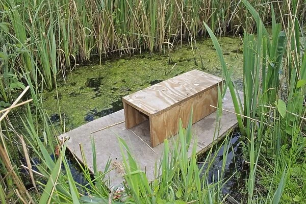 American Mink (Mustela vison) introduced pest species control, floating raft with trap on ditch at edge of reedbed, Hen Reedbeds, Suffolk Coast N. N. R. Suffolk, England, may
