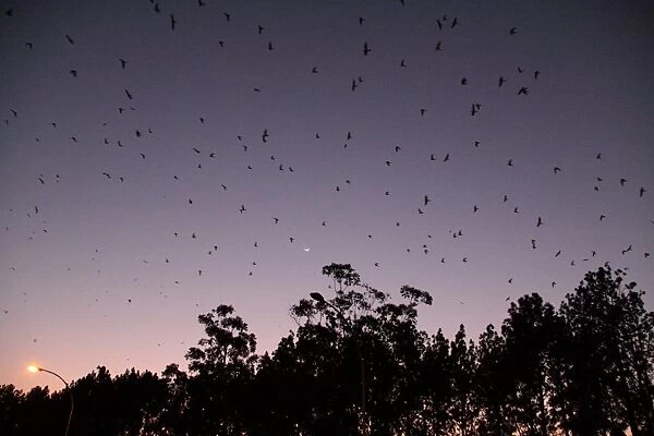Amur Falcon (Falco amurensis) flock, in flight over winter roost site at sunset, Newcastle, KwaZulu-Natal, South Africa
