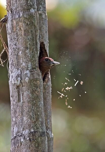 Banded Woodpecker (Picus miniaceus malaccensis) adult female, excavating nesthole in tree trunk, Taman Negara N. P
