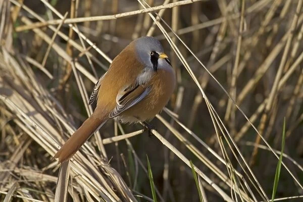 Bearded Tit (Panurus biarmicus) adult male, perched on reed stem, Cley Marshes Reserve, Cley-next-the-Sea, Norfolk