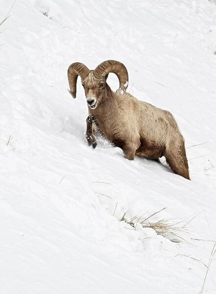 Bighorn Sheep (Ovis canadensis) adult male, walking on slope, struggling in deep snow, Yellowstone N. P. Wyoming, U. S. A