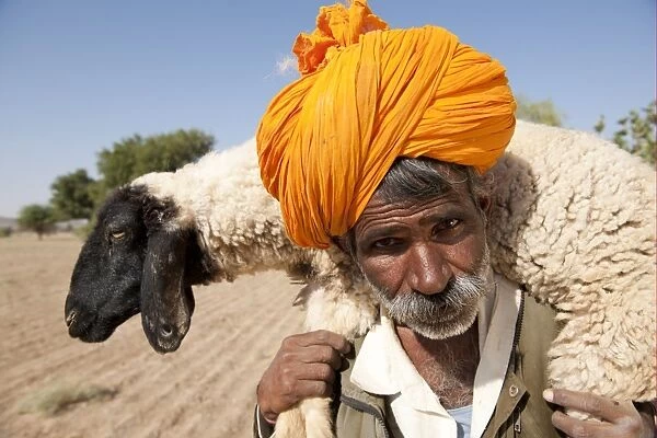 Bishnoi shepherd, close-up of head, carrying sheep on shoulders, Thar Desert, Rajasthan, India