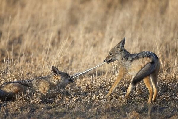 Black-backed Jackal (Canis mesomelas) two cubs, playing tug-of-war with feather, Serengeti N. P. Tanzania, December