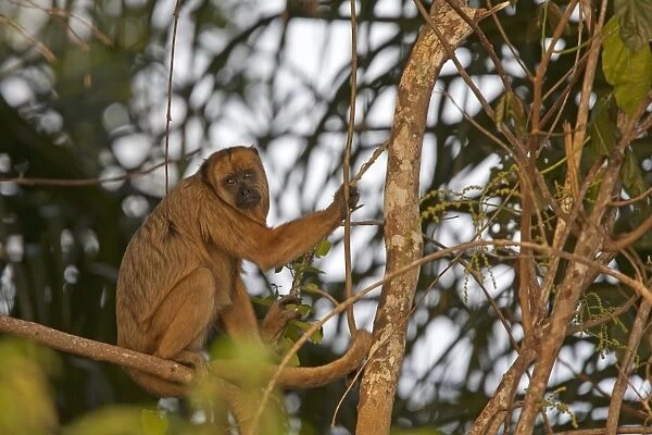 Black Howler Monkey (Alouatta caraya) adult female, sitting on branch in evening sunlight, Pantanal, Mato Grosso, Brazil
