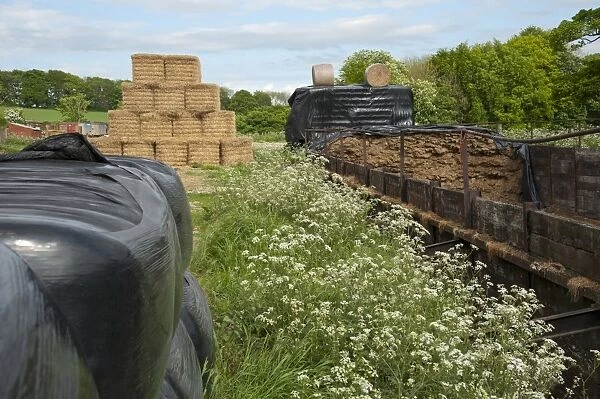 Black plastic wrapped silage bales, silage clamp and straw bales, Yorkshire, England, may