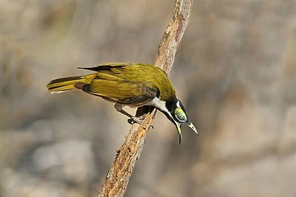 Blue-faced Honeyeater (Entomyzon cyanotis) immature male, calling in aggressive behaviour, perched on branch
