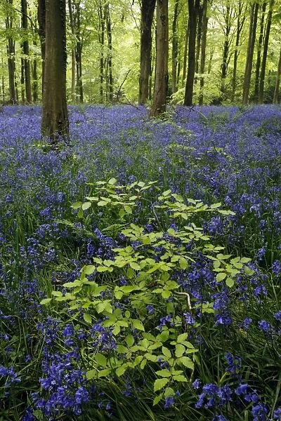 Bluebell (Endymion non-scriptus) flowering mass, growing with sapling in Common Beech (Fagus sylvatica)