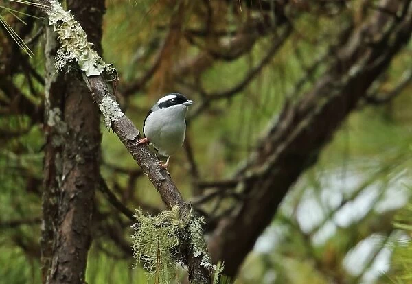 Blyths Shrike-babbler (Pteruthius aeralatus) adult male, perched in pine tree, Chiang Dao N. P