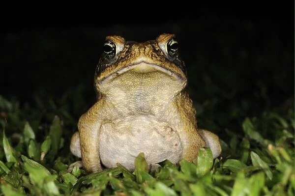 Cane Toad (Rhinella marinus) adult, foraging at night, Iwokrama, Guyana