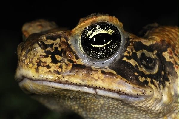 Cane Toad (Rhinella marinus) adult, close-up of head, at night, Iwokrama, Guyana