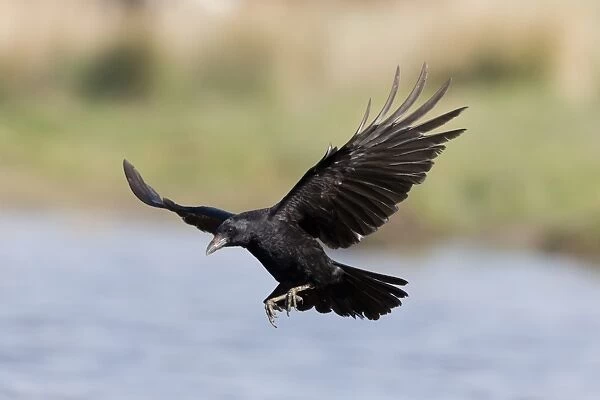 Carrion Crow (Corvus corone) adult, in flight over water, Suffolk, England, May