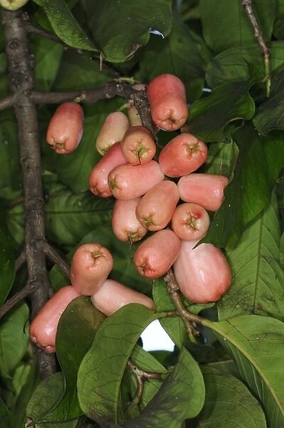 Cashew-nut (Anacardium occidentale) close-up of fruit, Trinidad, Trinidad and Tobago