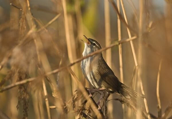 Cetti's Warbler (Cettia cetti) adult, singing, perched on reed stem in reedbed, Norfolk, England, april