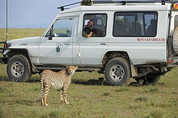 Cheetah (Acinonyx jubatus) adult female, with cubs resting in shade underneath safari vehicle with photographer, Serengeti N. P. Tanzania