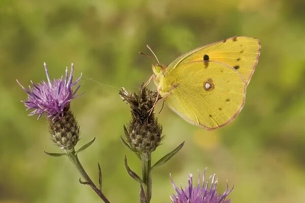 Clouded Yellow (Colias croceus) adult, underside, resting on flowerhead, Sussex, England