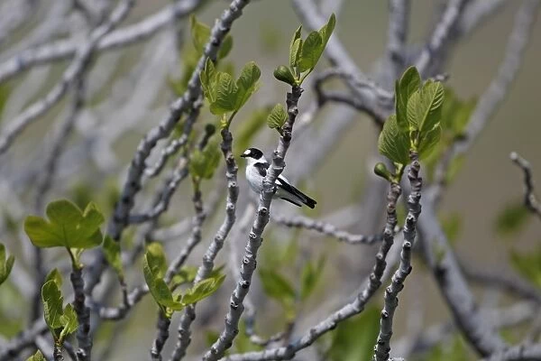 Collared Flycatcher (Ficedula albicollis) adult male, summer plumage, perched on branch in Common Fig (Ficus carica) tree, Lesvos, Greece, april