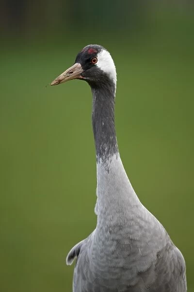 Common Crane (Grus grus) adult, close-up of head and neck, Norfolk, England, January