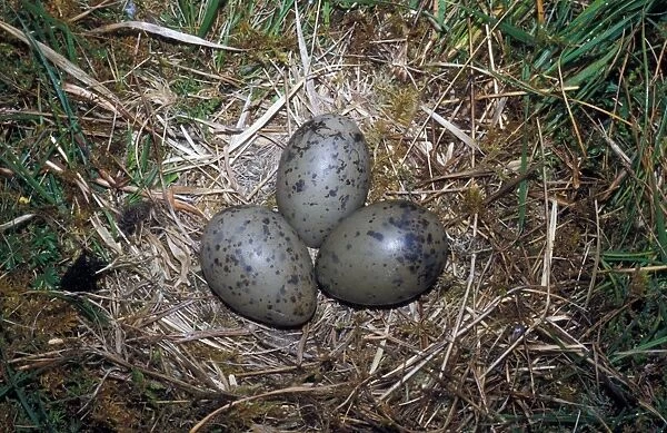Common Gull (Larus canus) Nest with three eggs
