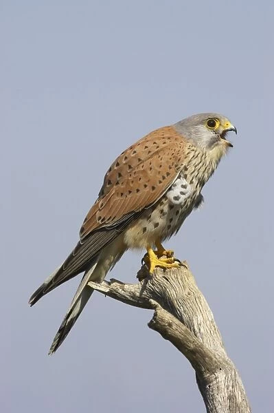 Common Kestrel (Falco tinnunculus) adult male, calling, perched on branch, Extremadura, Spain