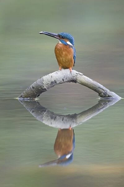 Common Kingfisher (Alcedo atthis) adult male, feeding, with Nine-spined Stickleback (Pungitius pungitius) prey in beak, perched on fallen branch with reflection, Suffolk, England, may