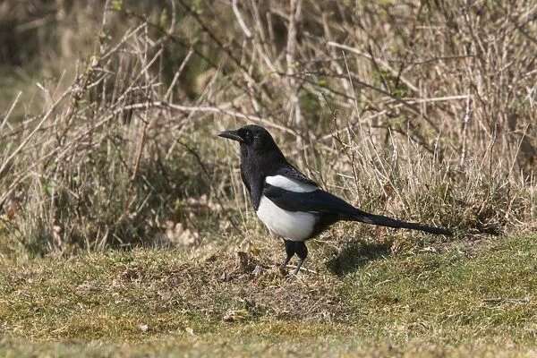 Common Magpie foraging for food