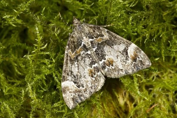 Common Marbled Carpet (Chloroclysta truncata) adult, resting on moss, Powys, Wales, September