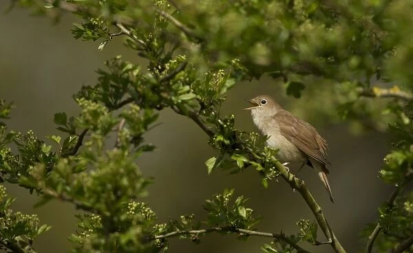Common Nightingale (Luscinia megarhynchos) adult male, singing, perched on twig in scrub, Lincolnshire, England, April