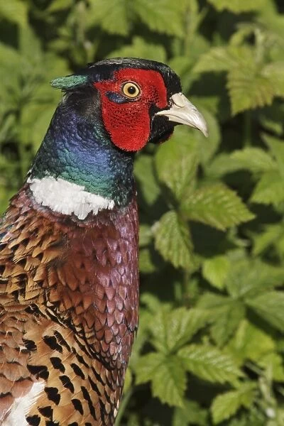Common Pheasant (Phasianus colchicus) adult male, close-up of head and breast, standing beside brambles
