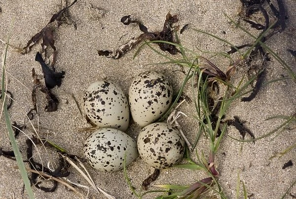Common Ringed Plover (Charadrius hiaticula) four eggs in nest, on sand in estuary, Lahinch, Liscannor Bay