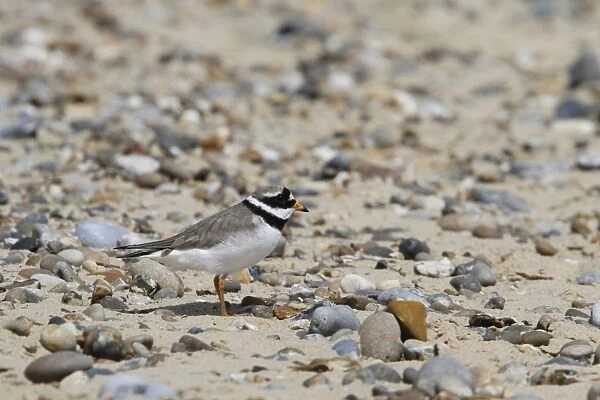 Common Ringed Plover - Suffolk Coast May