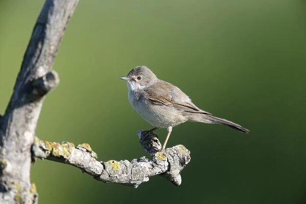 Common Whitethroat (Sylvia communis) adult, perched on twig, Bulgaria, May